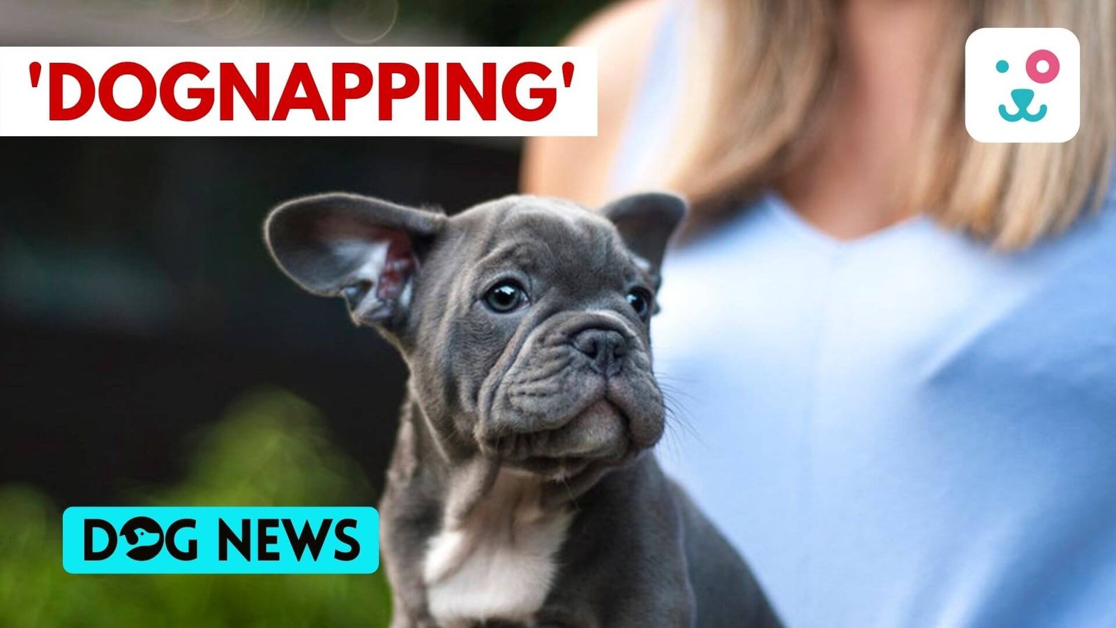 Cases of French Bulldog abduction rising in the US, leaving dog parents scared
