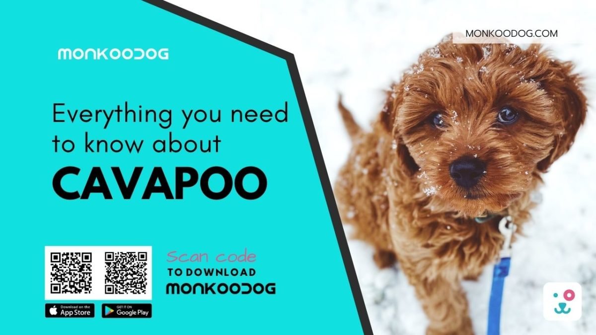 Everything You Need to Know About Cavapoo