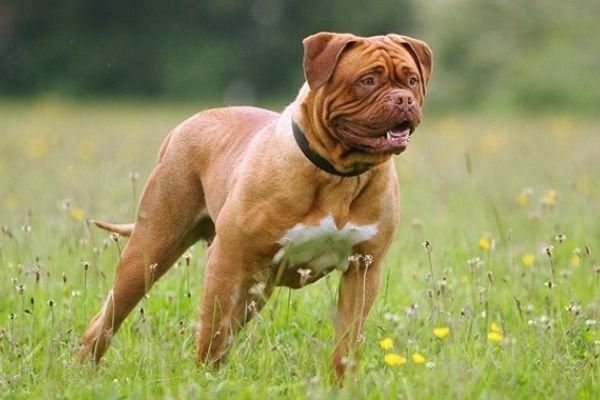 Dogue de Bordeaux