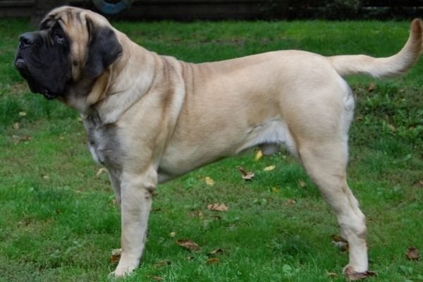 English Mastiff