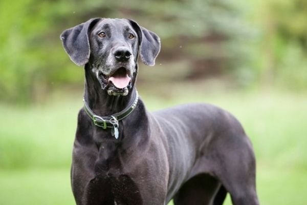 Great Dane