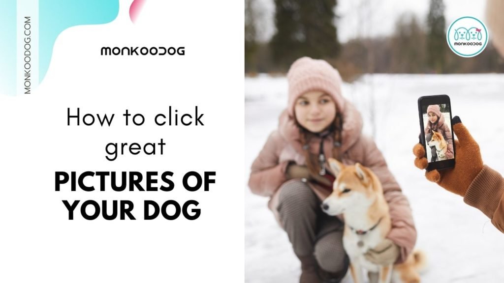 How to click great pictures of your dog