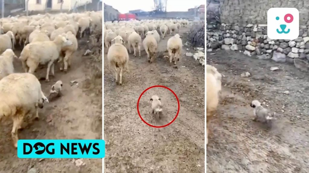 Little dog tries to manage a flock of sheep