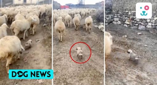 Little dog tries to manage a flock of sheep.