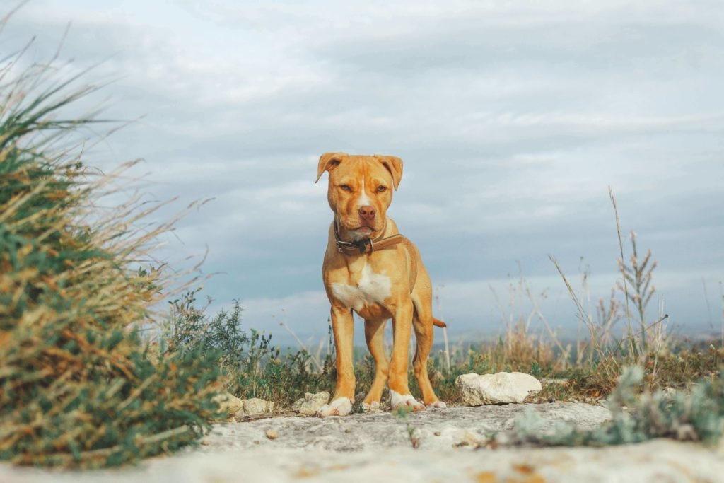 Red Nose Pitbull