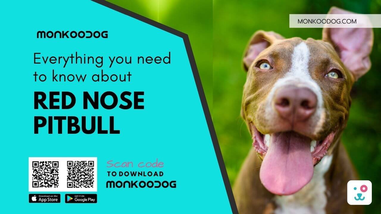 Red nose pitbull. Everything you need to know about Pitbull dog breed