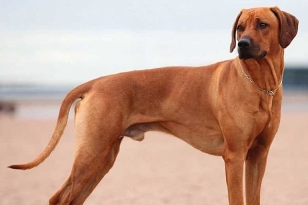 Rhodesian Ridgeback