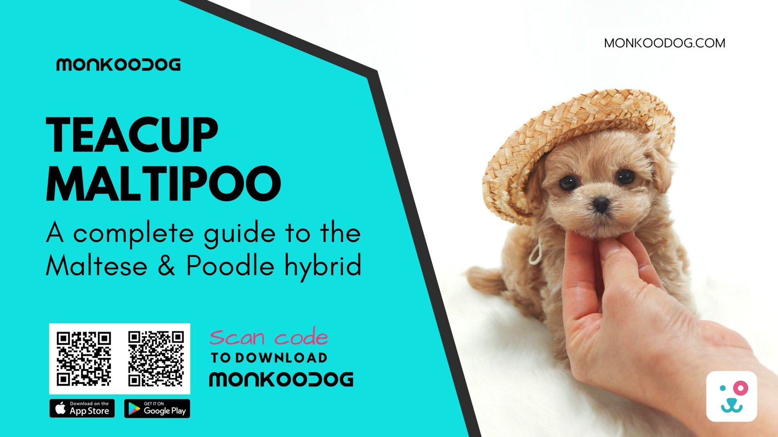 Teacup Maltipoo A complete guide to the Maltese Poodle hybrid