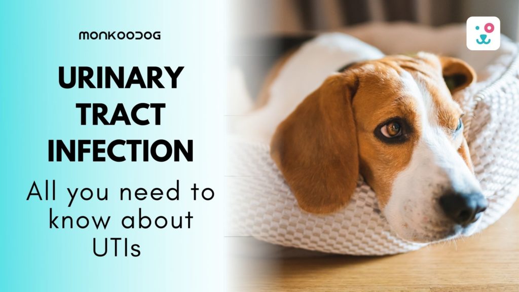Urinary Tract Infection All About You Need to Know About UTI in Dogs.