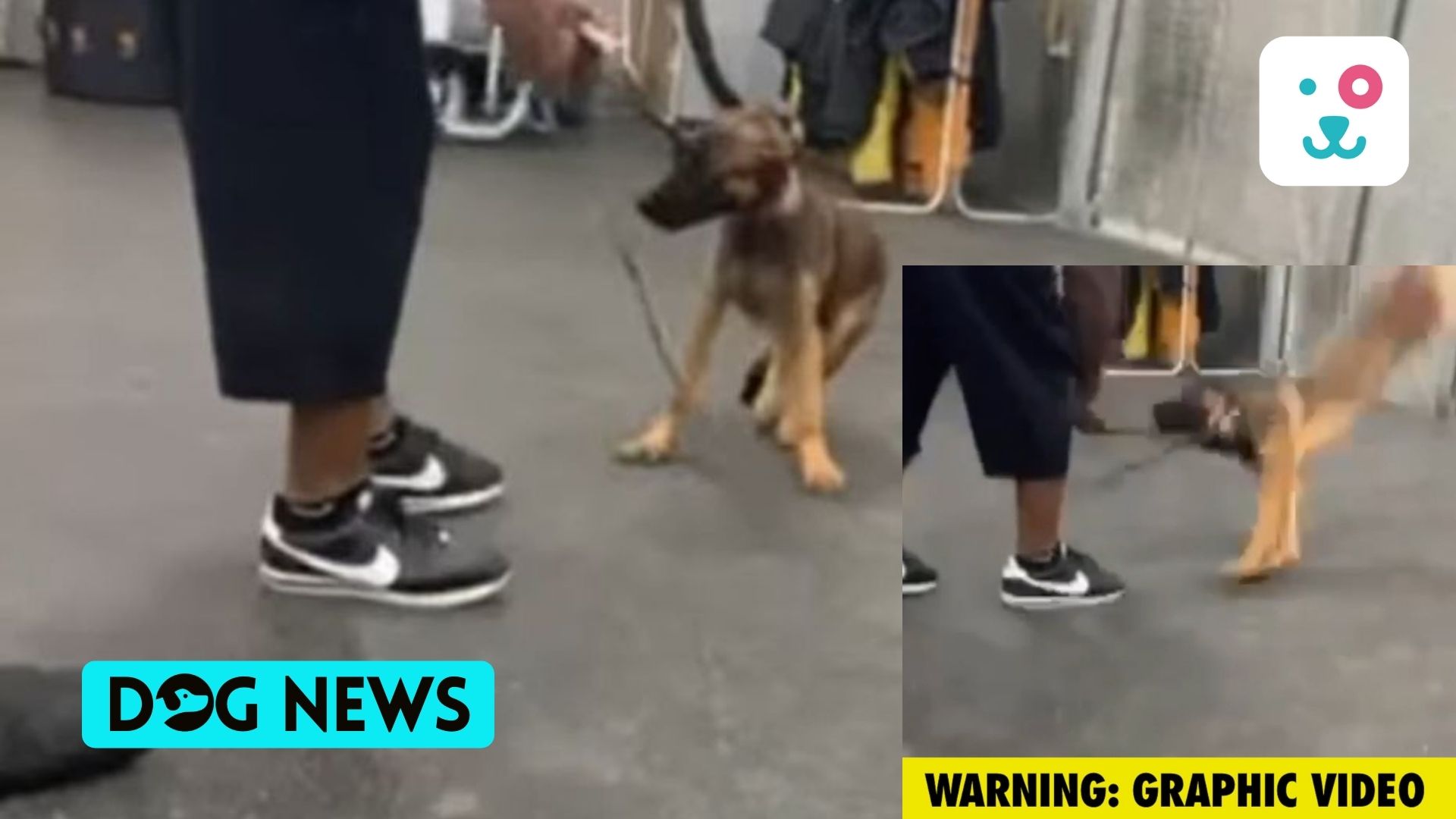 WARNING VIDEO The trainer slams a German Shepherd to the ground. Atrocity against the dog.