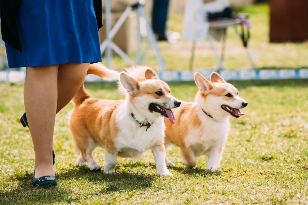 corgi dog breed