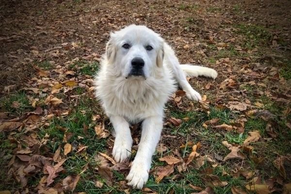 Behavior of Great Pyrenees