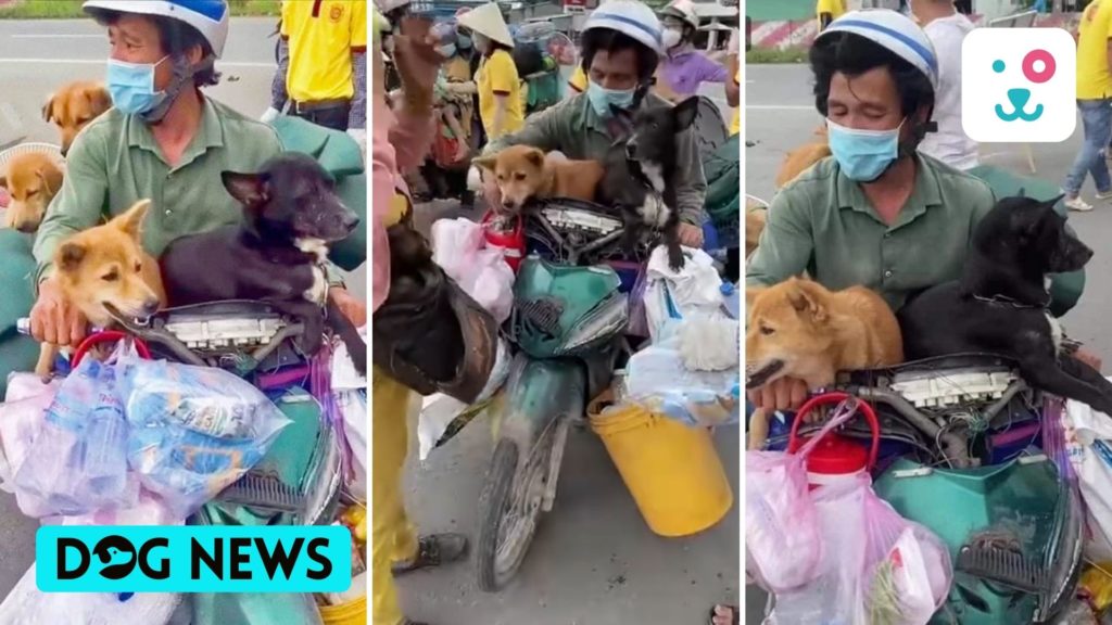 Couple adopts 15 puppies after their dogs were culled amidst Covid fears