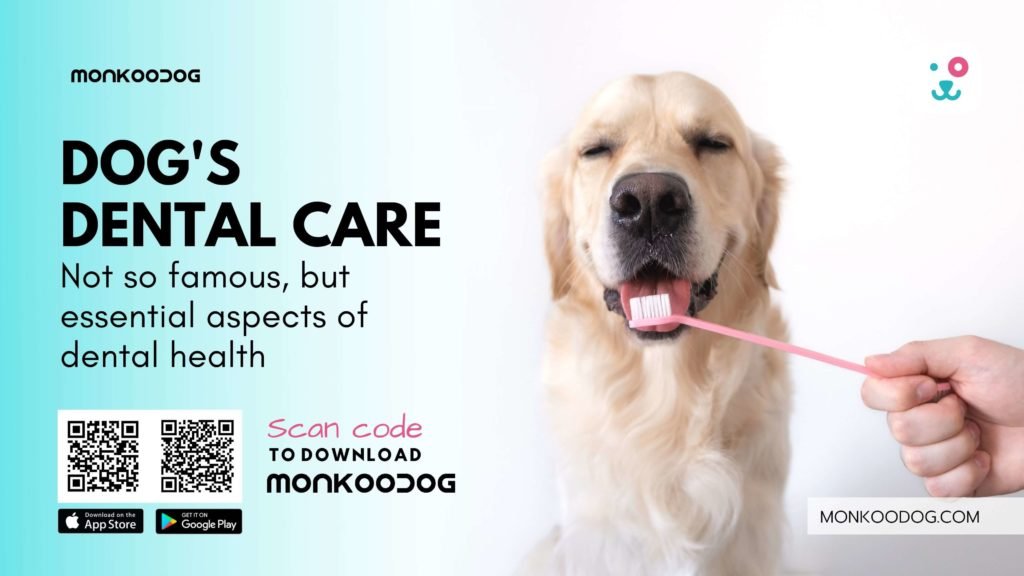 Dental Care For your Dogs Health Monkoodog