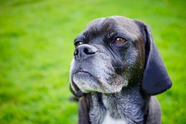 Dog Depression