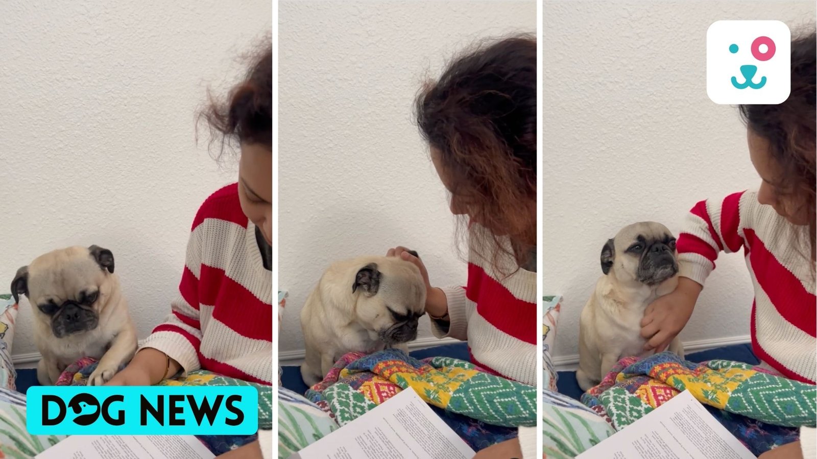 Dog distracts human from studying as it wants to be petted. Watch cute video