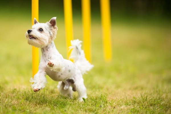 Dogs wiggle their tails