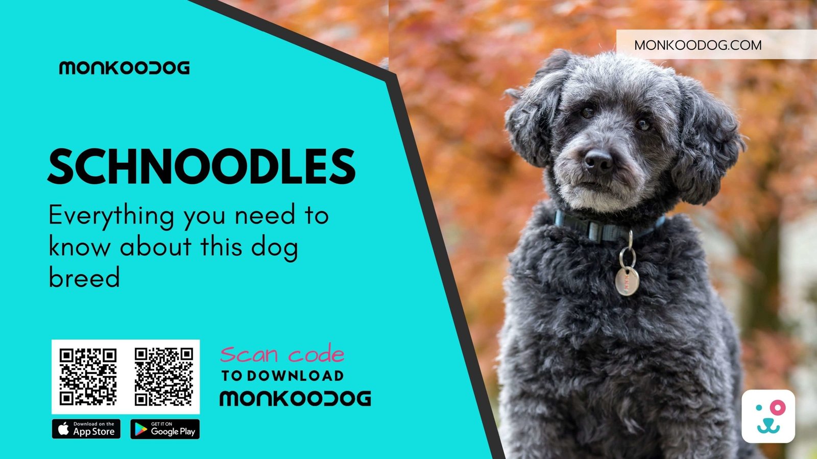 Everything You Must Know About Schnoodles