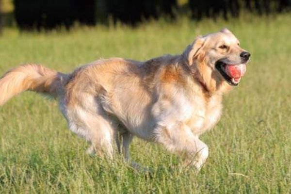 English Cream Golden Retrievers Exercise