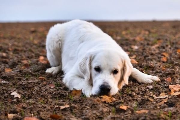 English Cream Golden Retrievers Health