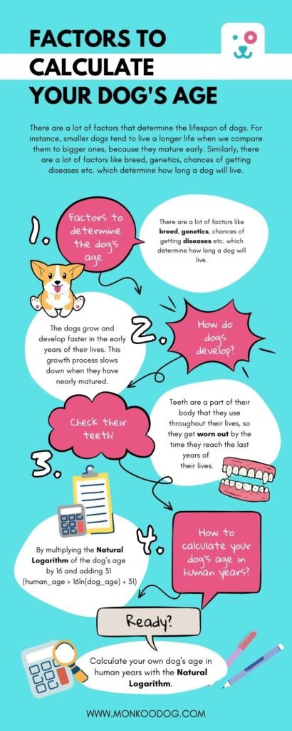 Factors to calculate your dog's age