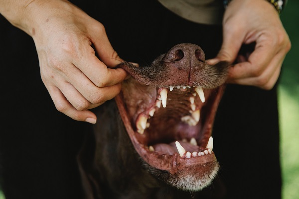 Hygienic practices for your dog’s tongue