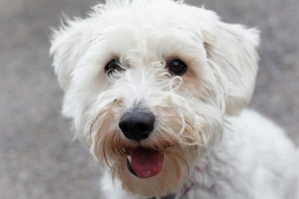 Schnoodles Poodle's high level of energy