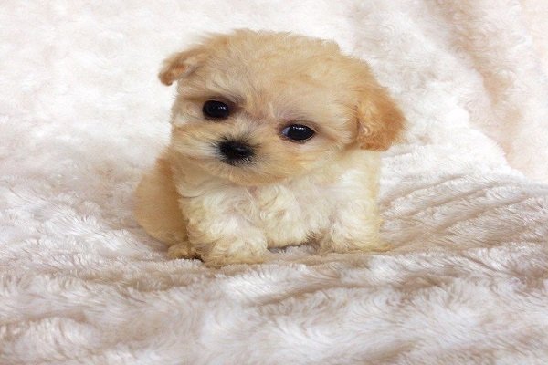 Teacup Maltipoo Size