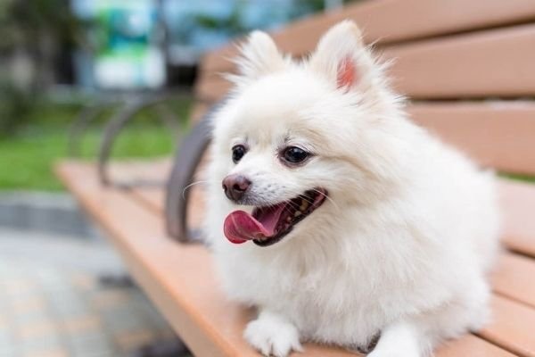 Teacup Pomeranian Behavior