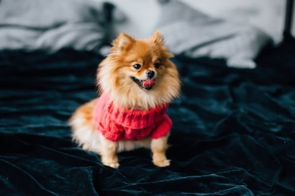 Teacup Pomeranian