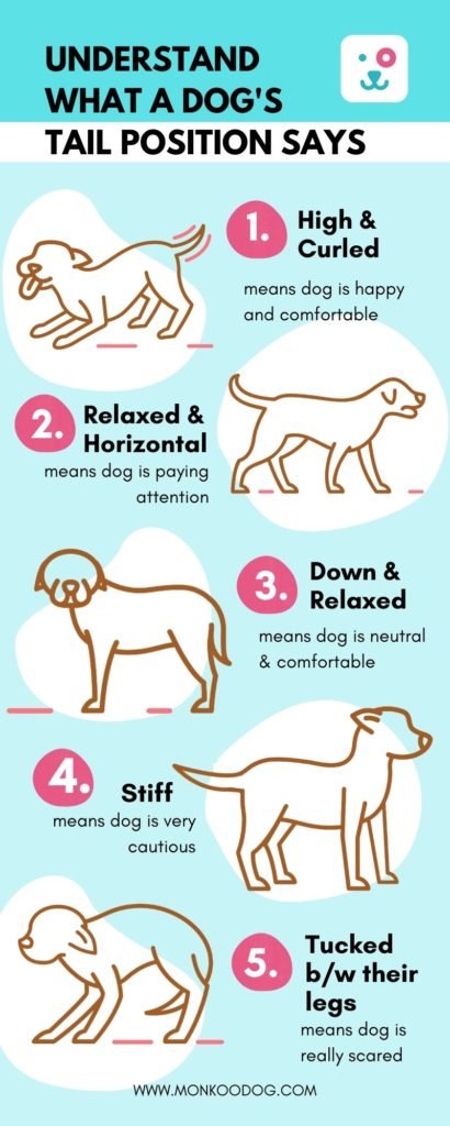 How Does The Tail Help The Dog