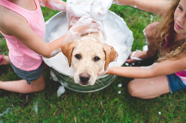 grooming, the Golden Retriever