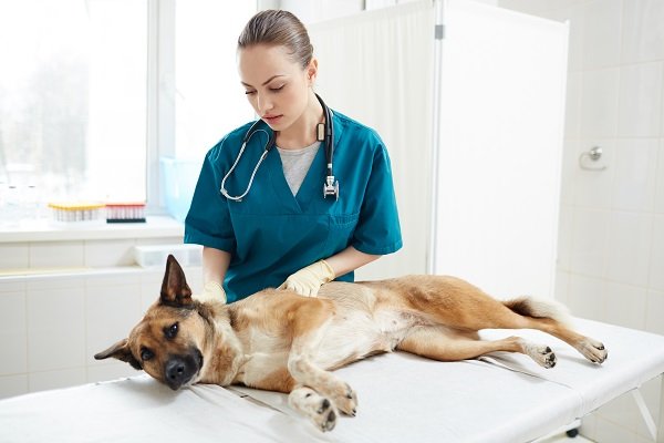 worming in dogs