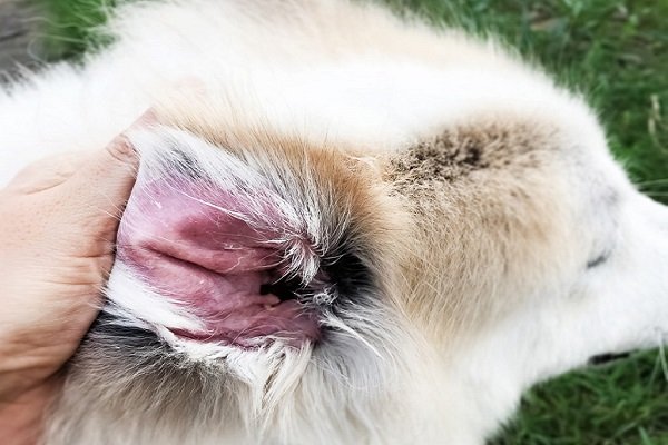 A Fungal Infection in a dog’s ear