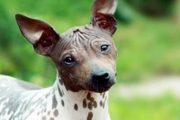 American Hairless Terriers Good for Childrens