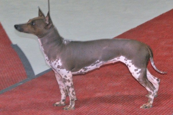 American Hairless Terrier Coat