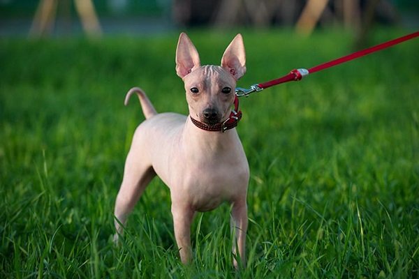 American Hairless Terriers Indoor and Outdoors