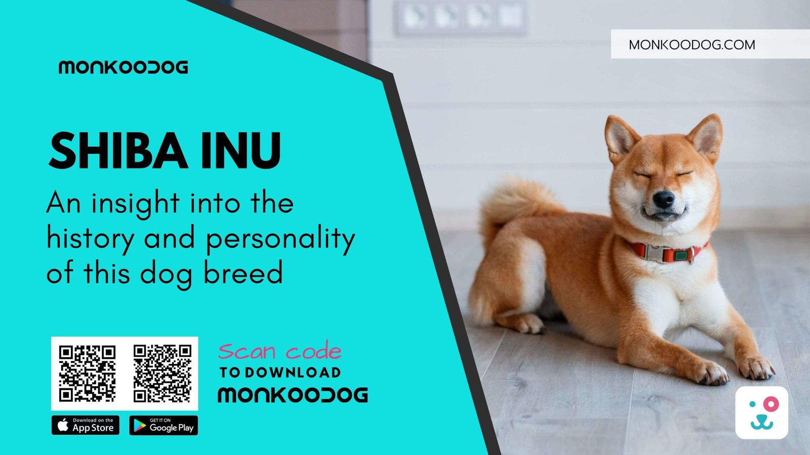 Shiba Inu