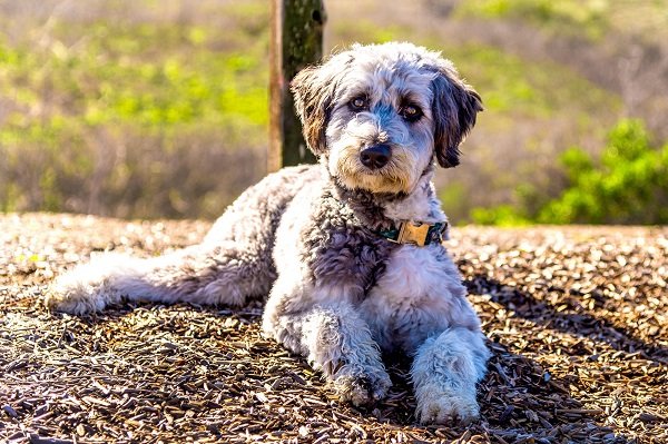 Aussiedoodle Health and Care