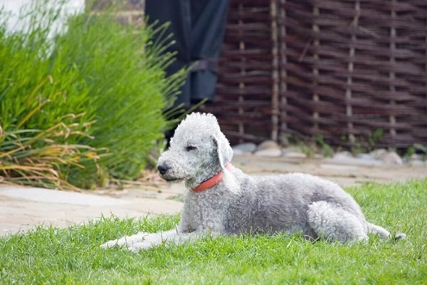 Bedlington terrier Medium curly haired dog