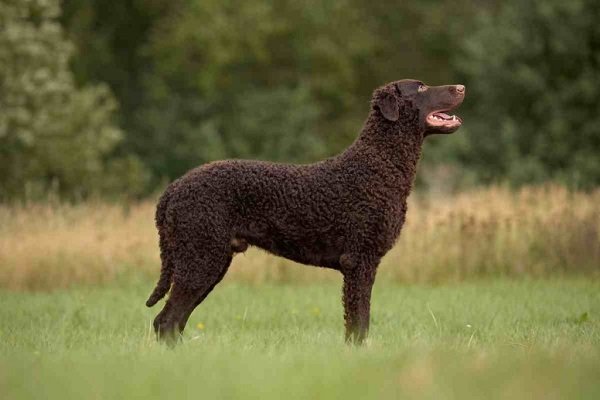 Curly-coated retriever Medium curly haired dog breeds