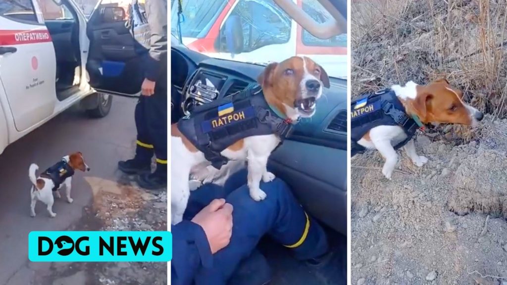 Dog helps Ukraine’s Emergency Service clear explosive devices