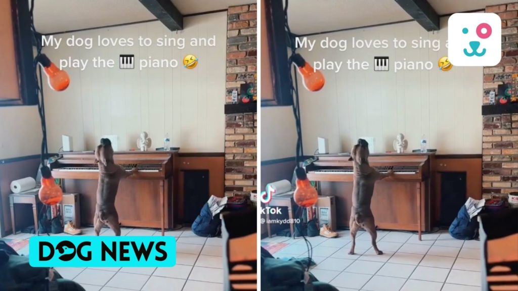 A video of a dog playing the piano and singing along with it went viral