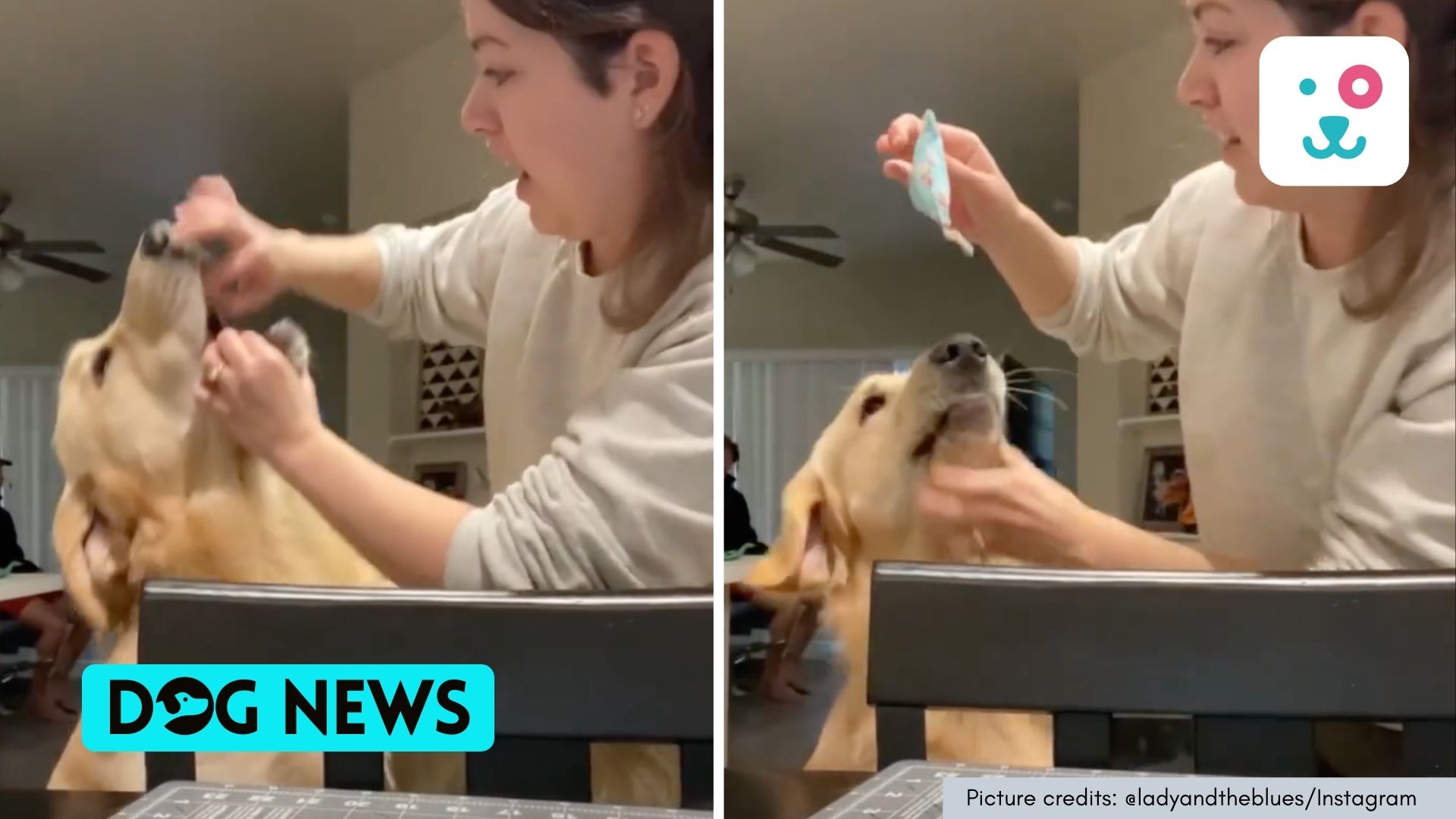 Dog puts something in mouth just to get human’s attention. Watch cute video