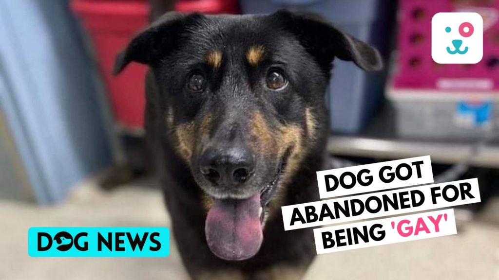 Dog ruthlessly dumped at animal shelter after owners complain that he's gay