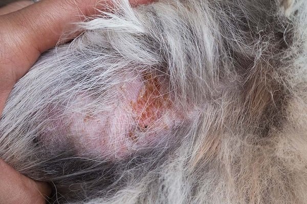 Folliculitis - a skin infection in dogs