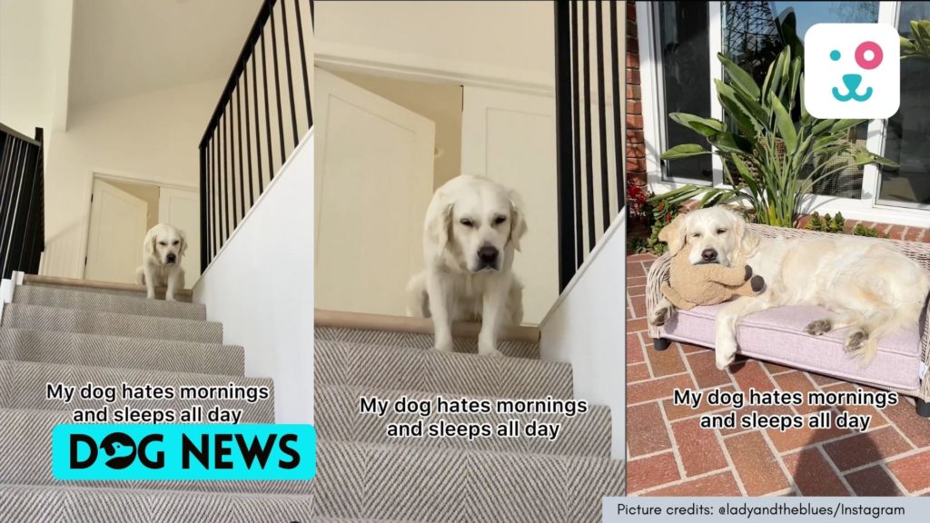 Cute Golden Retriever dog doesn’t like mornings and sleeps all day. Watch cute video