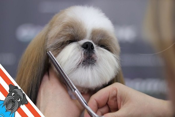 Grooming of Shih Tzu