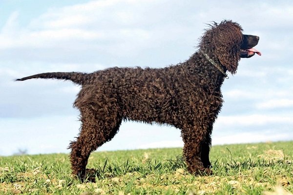 Irish water spaniel Medium curly haired dog