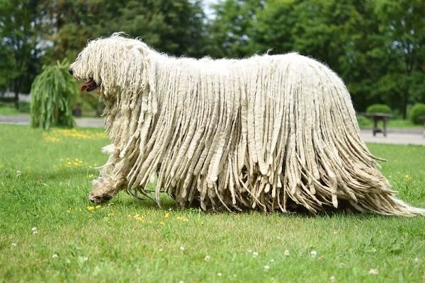 Komondor Big curly haired dog breeds